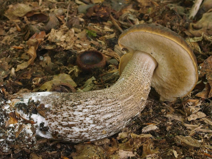 Leccinum duriusculum