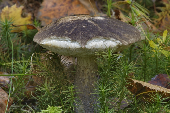 Съедобные грибы подберезовик ленинградской области