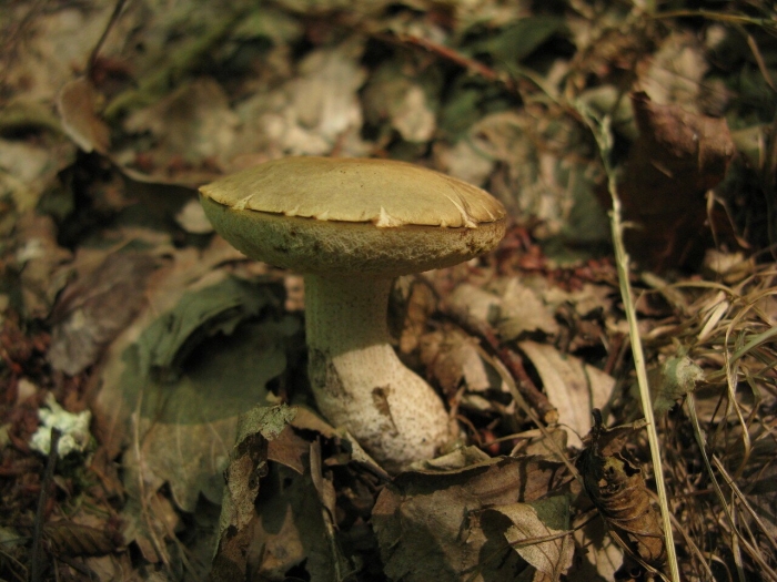 Гиропорус синеющий gyroporus cyanescens