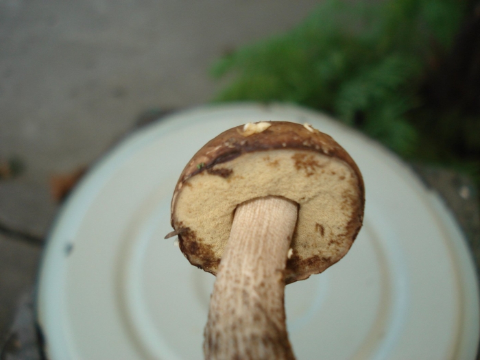 Ложный подберёзовик