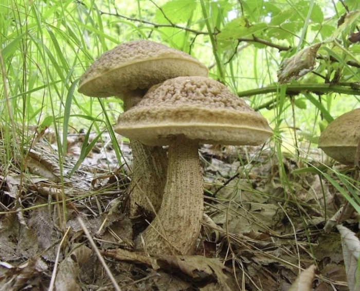 Подберёзовик серый (грабовик)