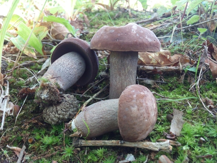 Ложные подберезовики