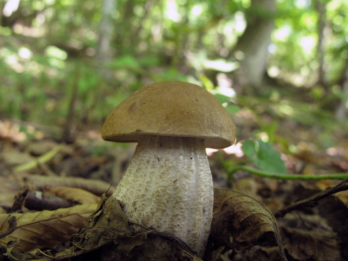 Грабовик обабок