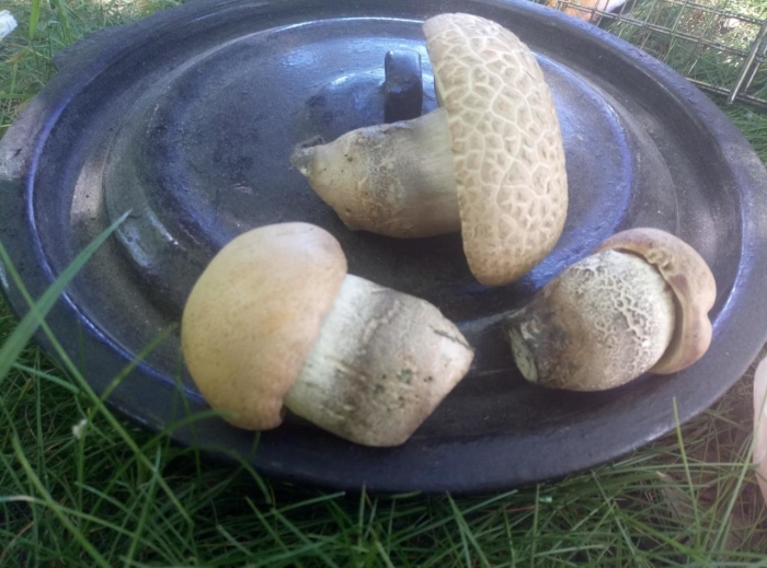 Подберёзовик серый (грабовик)