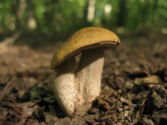 Гриб подберезовик