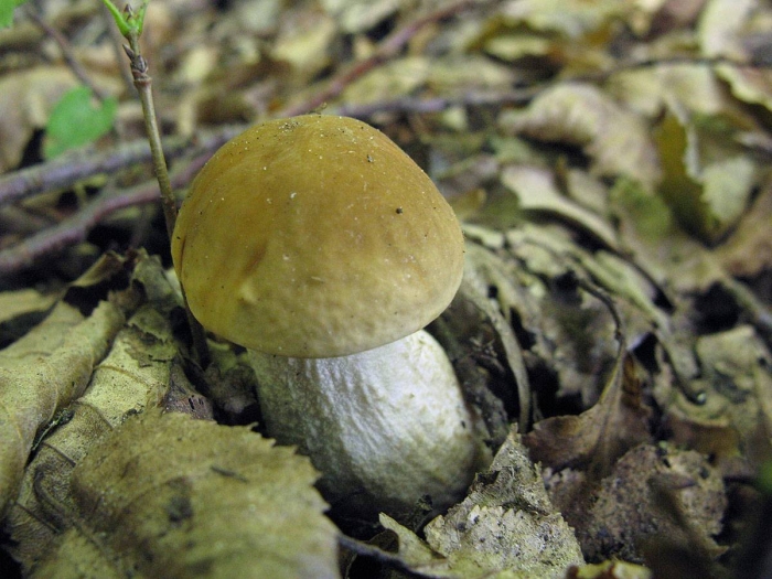 Белый гриб берёзовый boletus betulicola