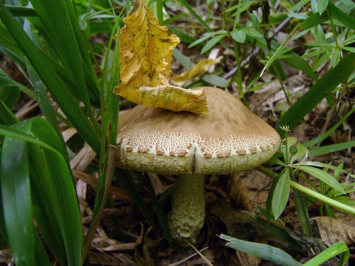 Подберёзовик твердоватый leccinum duriusculum