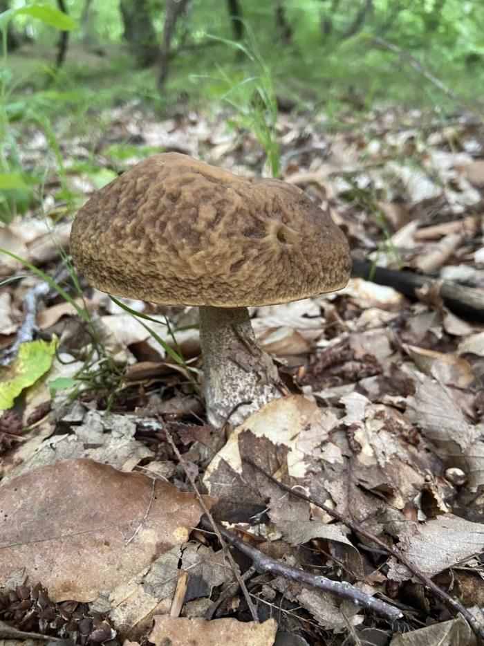 Подберезовик и подосиновик