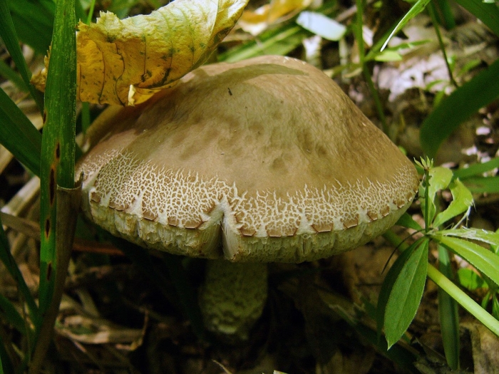 Шампиньон лесной agaricus silvaticus
