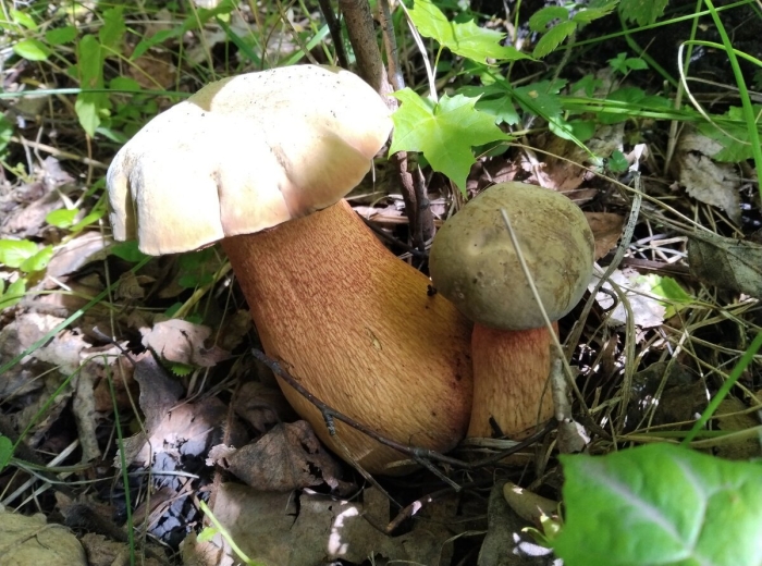 Дубовик оливково бурый