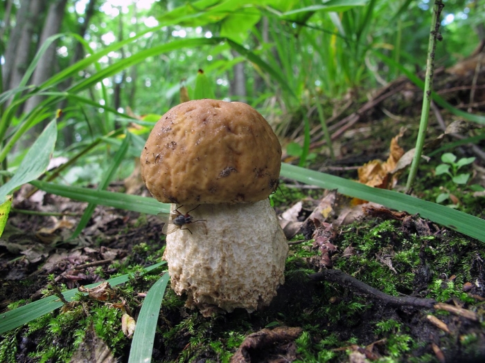 Грабовик гриб