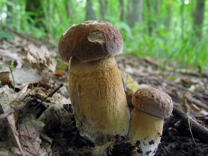 Гриб боровик