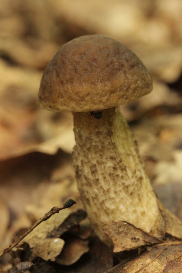 Подосиновики и подберезовики