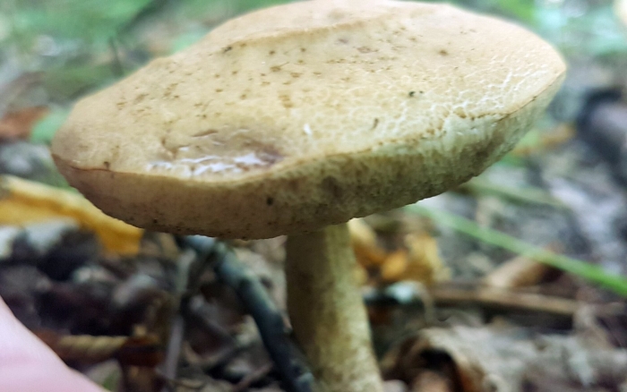 Гриб моховик ложный