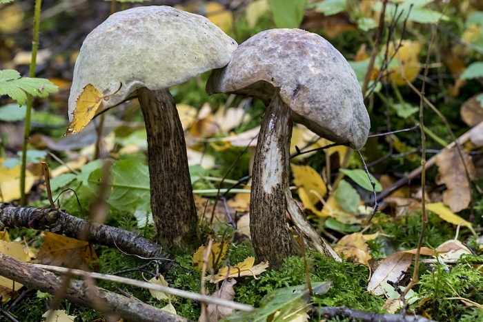 Обабок розовеющий