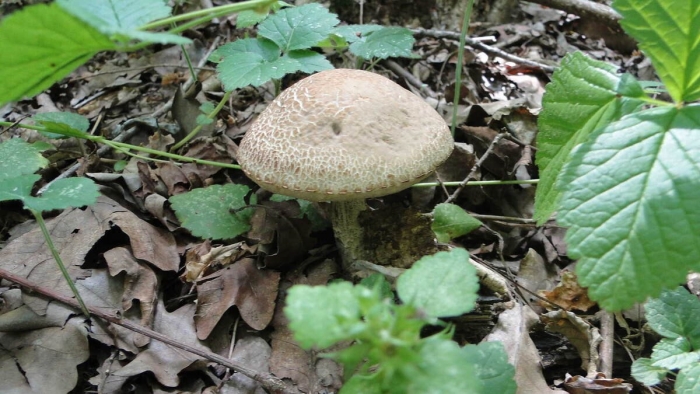 Гриб паутинник чешуйчатый