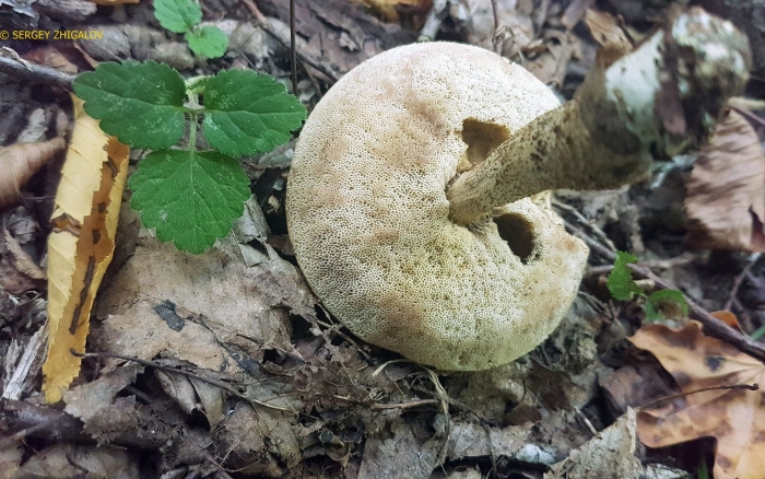 Подберезовик обыкновенный