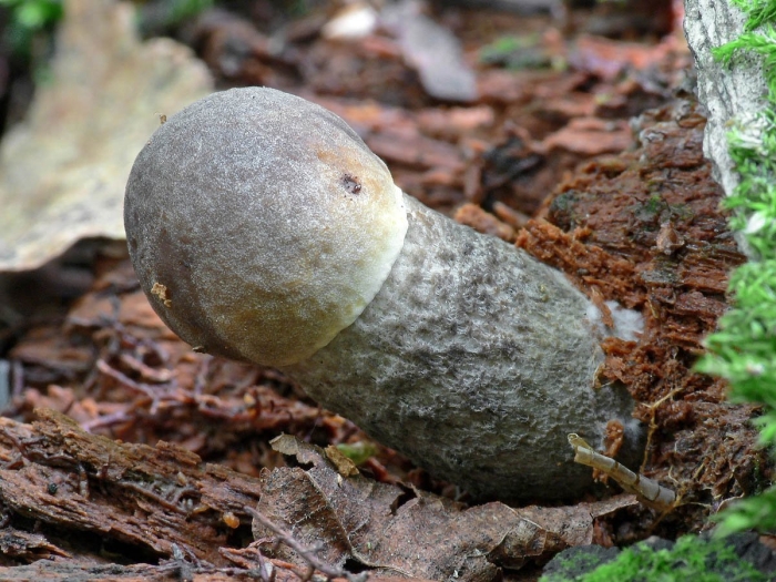 Подберёзовик жестковатый leccinum duriusculum