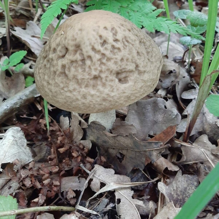 Гриб зонтик пёстрый macrolepiota procera