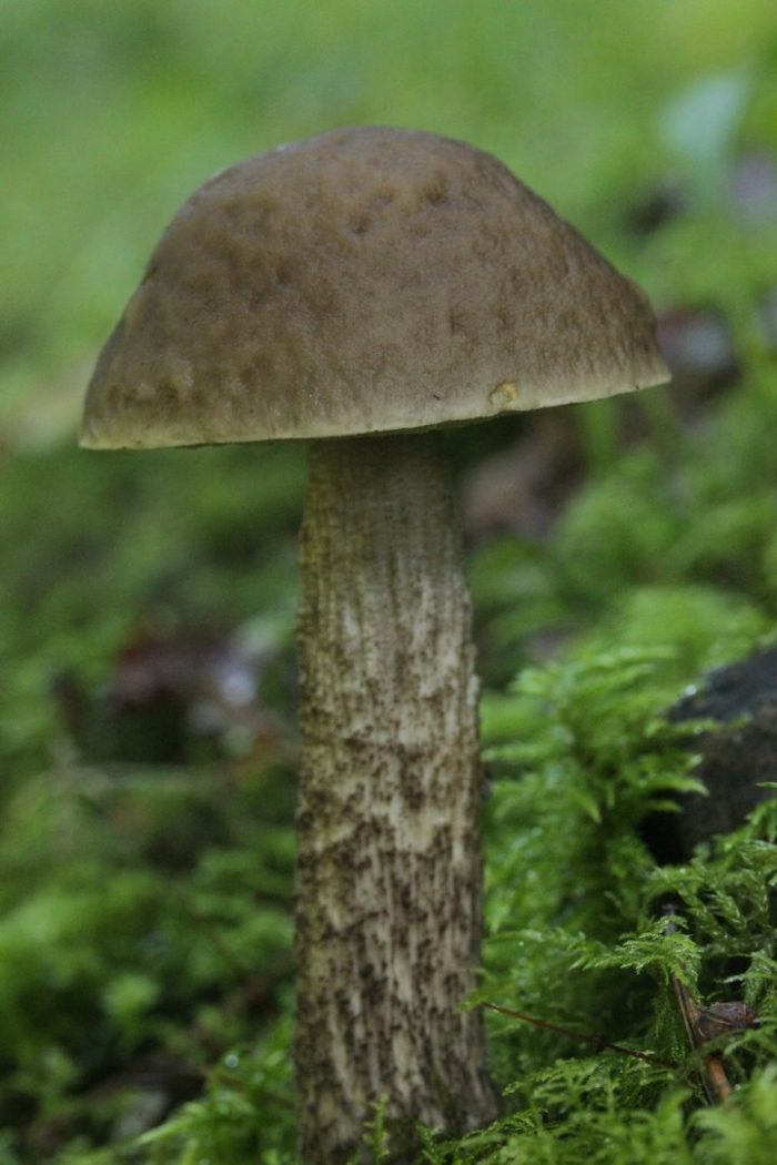 Leccinum alaskanum