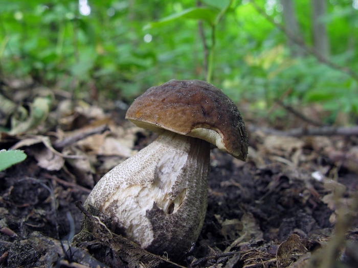 Белый гриб и подберезовик