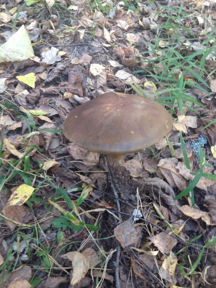 Съедобные грибы калининградской обл.