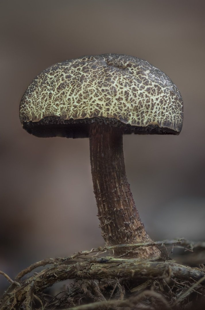 Моховик трещиноватый гриб