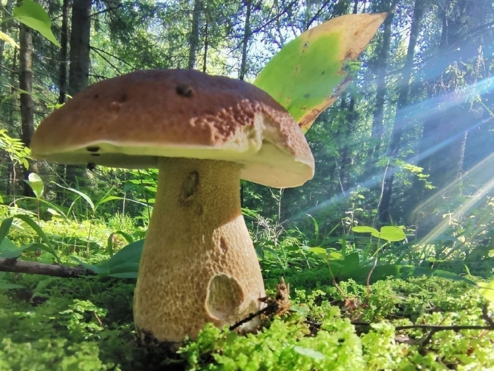 Гриб в лесу