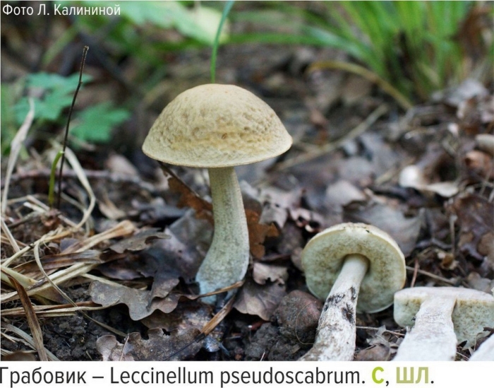 Подберёзовик обыкновенный – leccinum scabrum