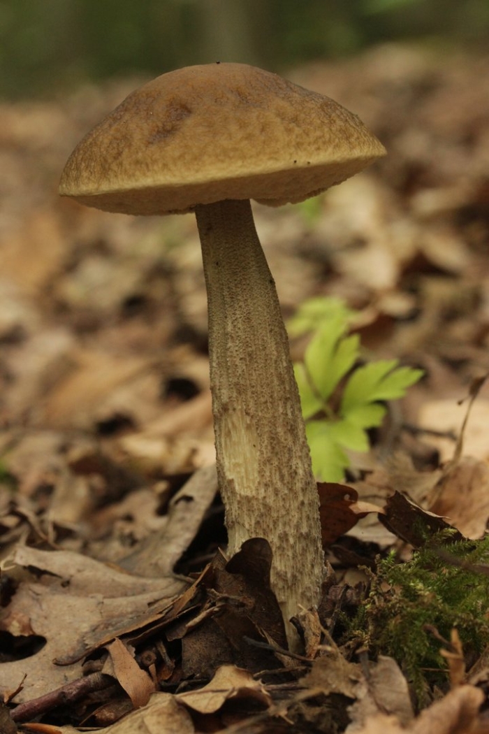 Leccinum carpini