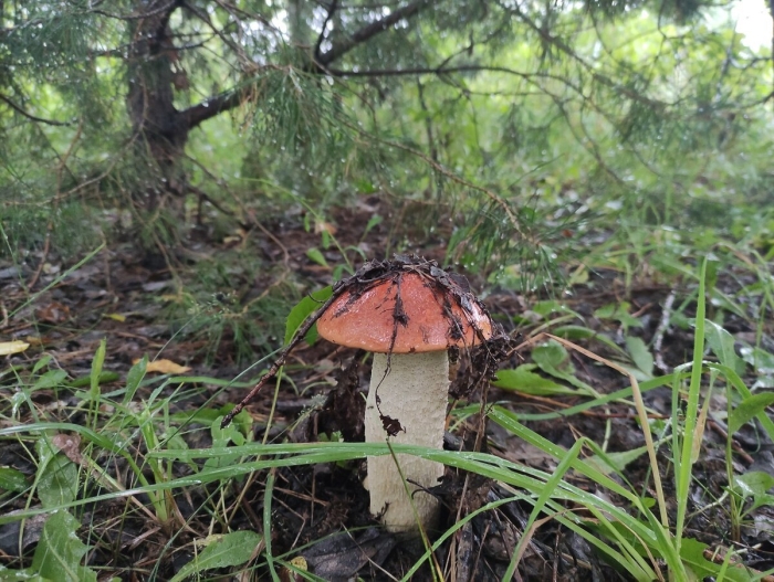 Подосиновик гриб