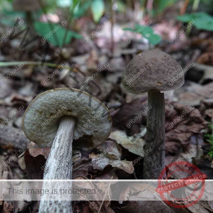 Подберезовик грабовик