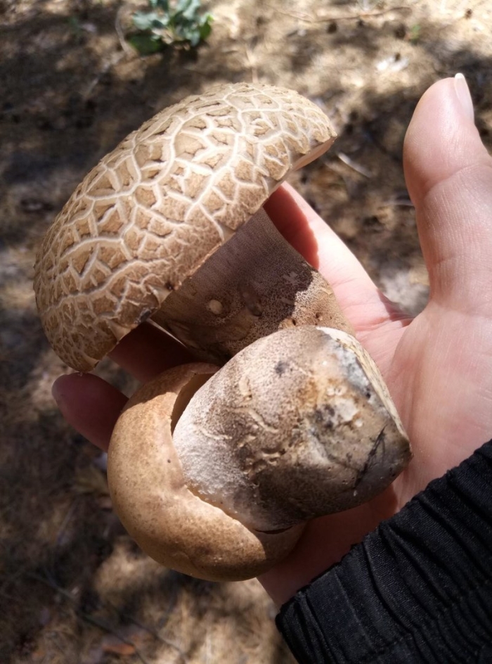 Подберёзовик серый (грабовик)