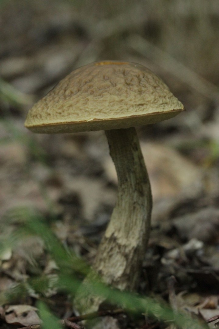 Leccinum griseum