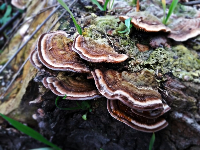 Trametes versicolor
