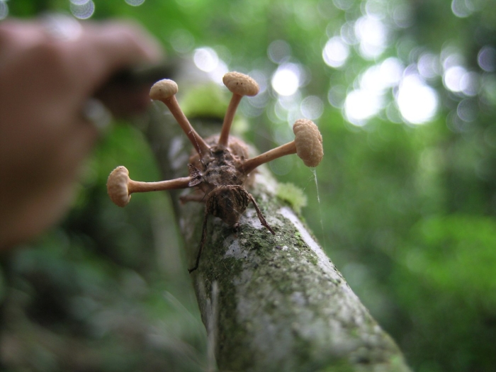 Гриб зомбирующий муравьев