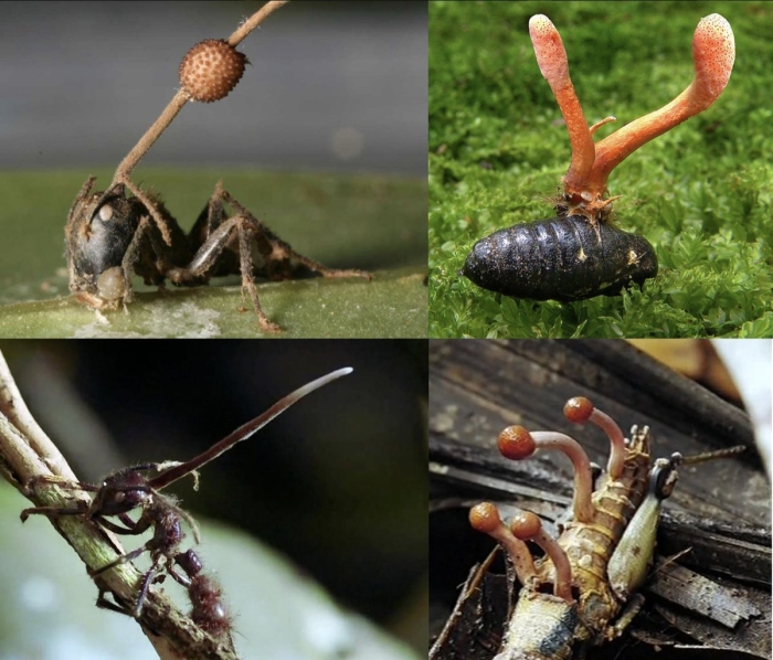 Гриб кордицепс и муравей