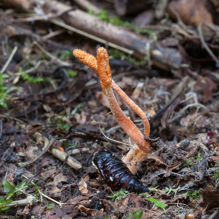 Гриб кордицепс