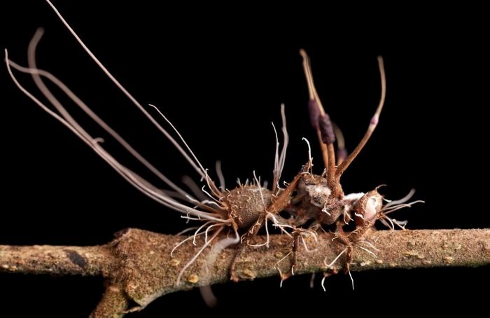 Ophiocordyceps unilateralis