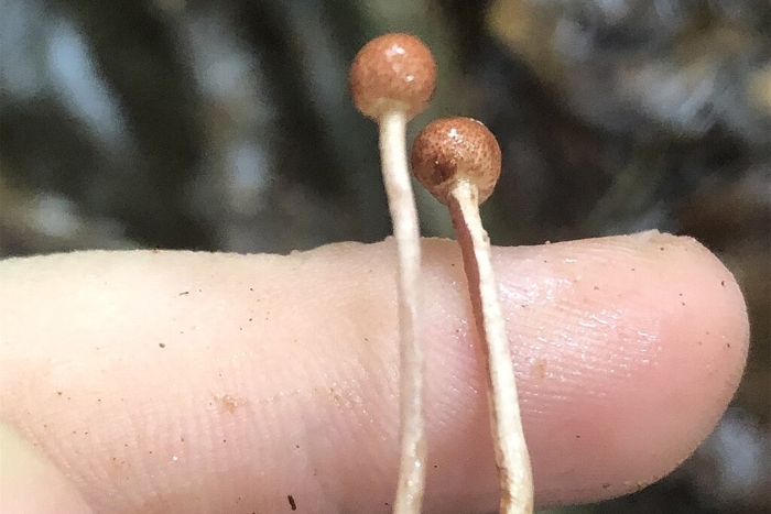 Psilocybe tampanensis