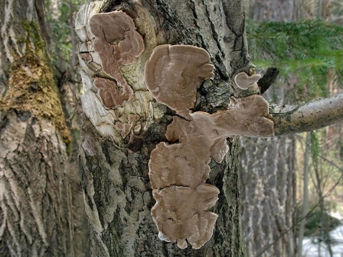 Phellinus conchatus