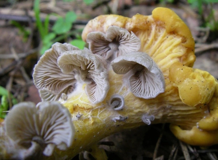 Entoloma sericatum