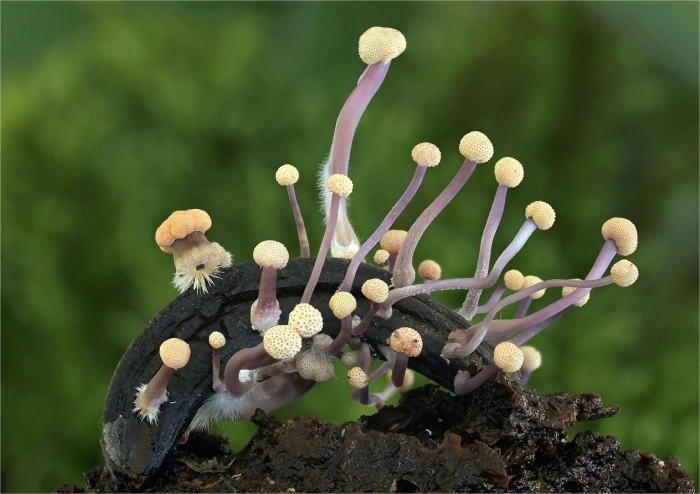 Гриб claviceps purpurea