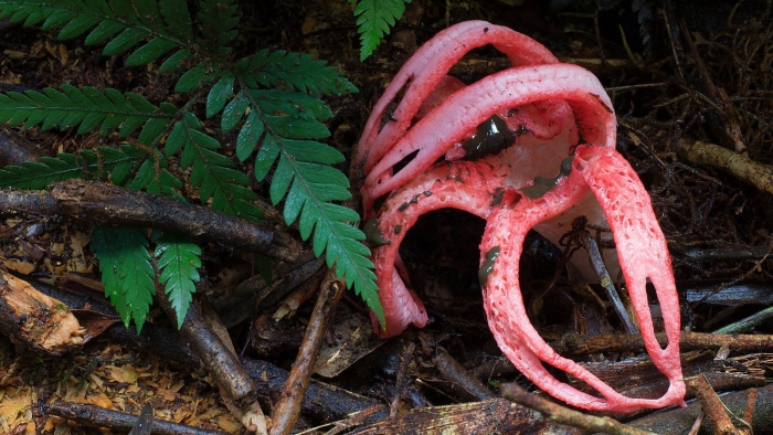Clathrus archeri