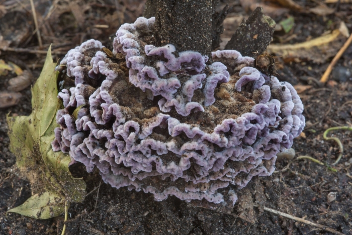 Chondrostereum purpureum
