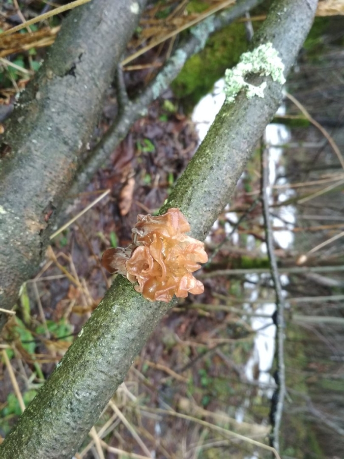 Дрожалка оранжевая tremella mesenterica