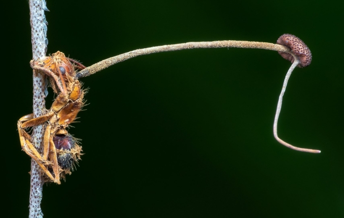Кордицепс однобокий гриб