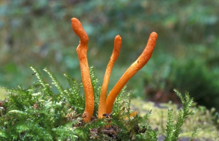 Кордицепс синенсис