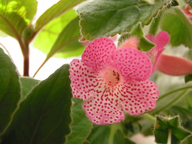 Колерия боготская