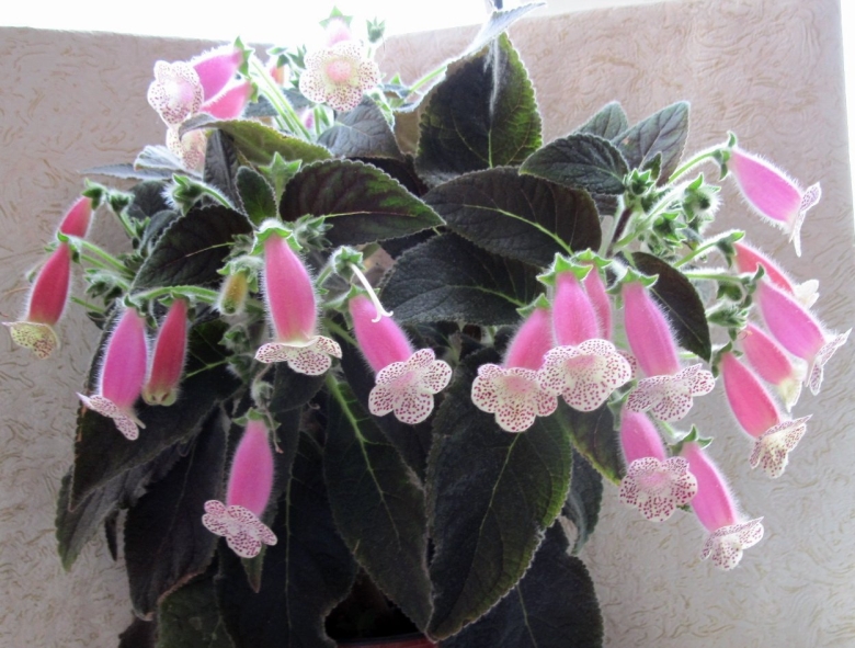 Жардин де монет колерия